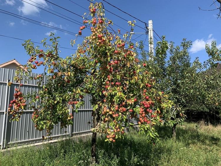 Teren de 1700 mp, în Lăzărești