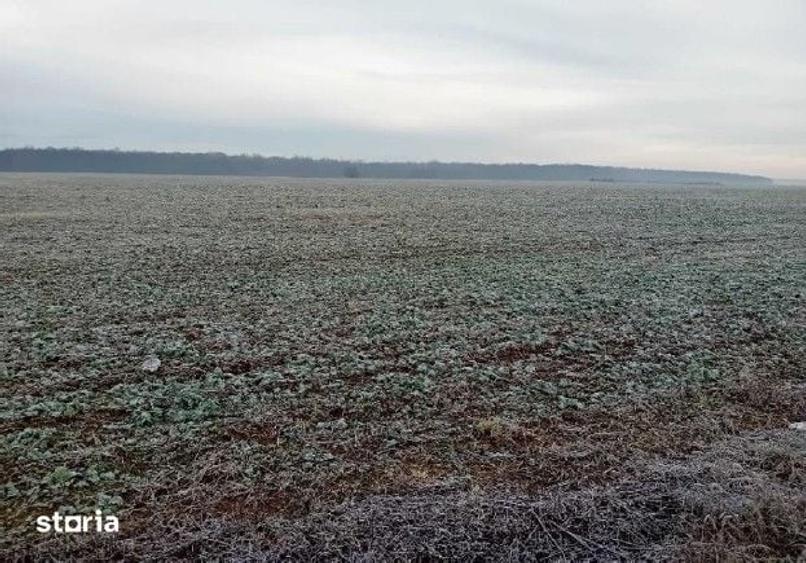 Teren de 1831 mp, în Snagov