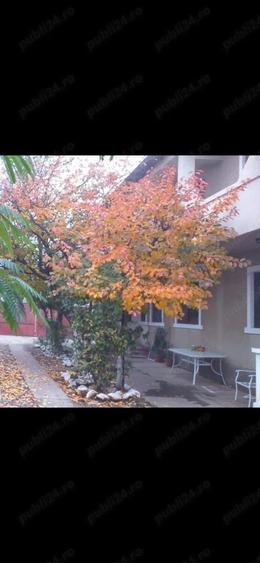 Casă cu Teren 600 Mp în Central