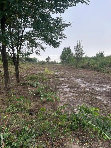 Teren de 5000 mp, în Sacoșu Mare
