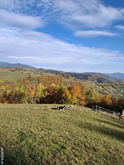 Teren de 25000 mp, în Bistra