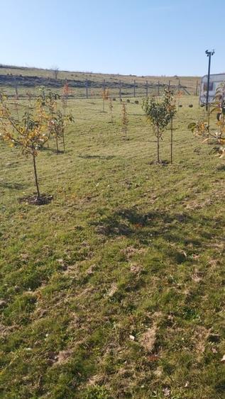 Teren agricol extravilan de 1000 mp, în Florești