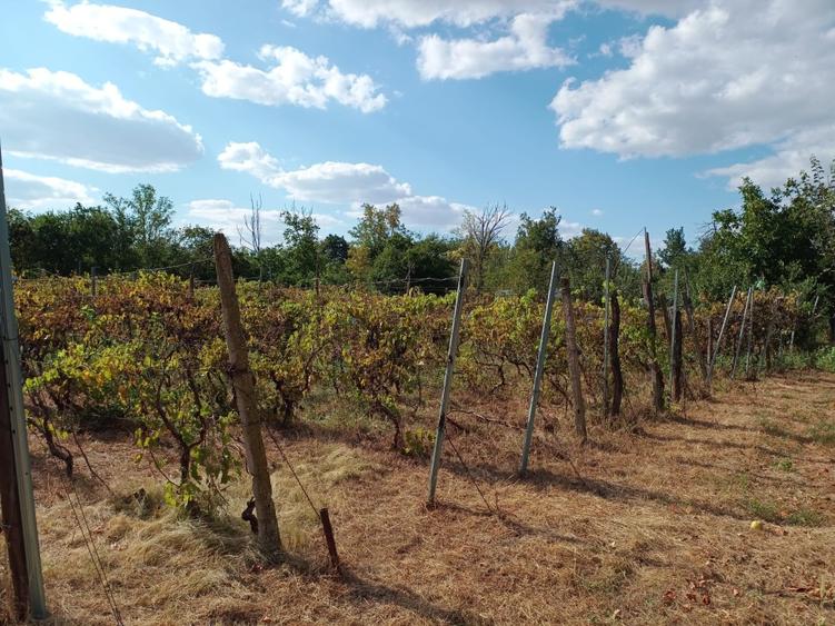 Casă cu 3 camere cu Teren 2400 Mp în Mircea Vodă