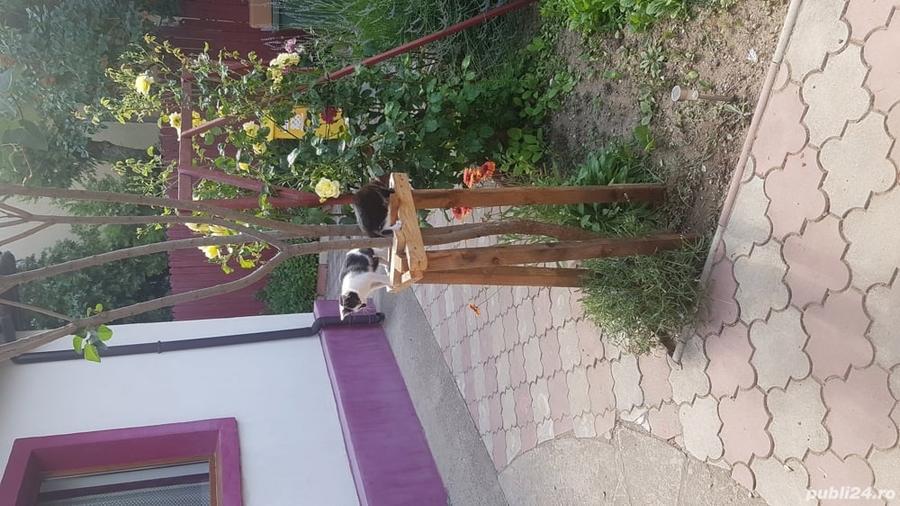 Casă cu 4 camere cu Teren 525 Mp în Costinești
