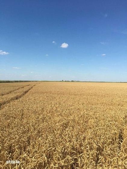 Vand 103 ha teren agricol compact - 5