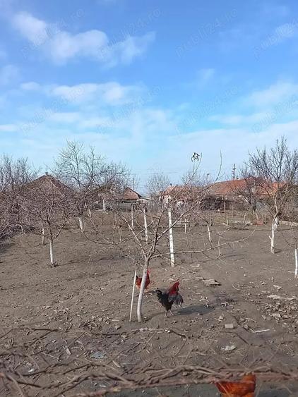 Casă cu Teren 1075 Mp în Central