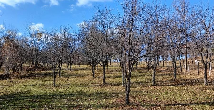 Teren de 3239 mp, în Șotrile