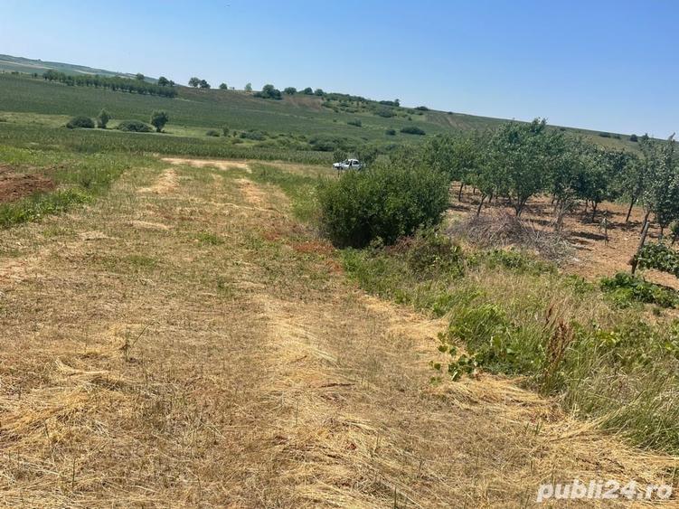 Teren de 1200 mp, în Paleu