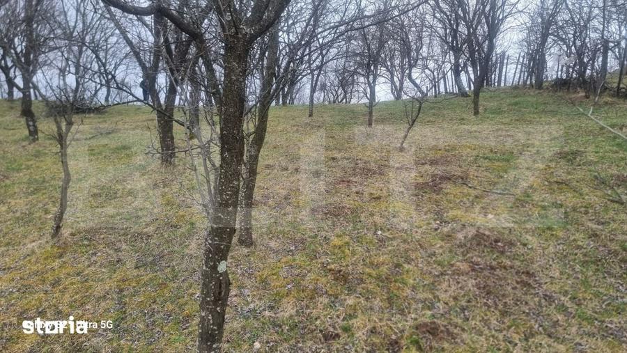 Teren de 3781 mp, în Izvoarele