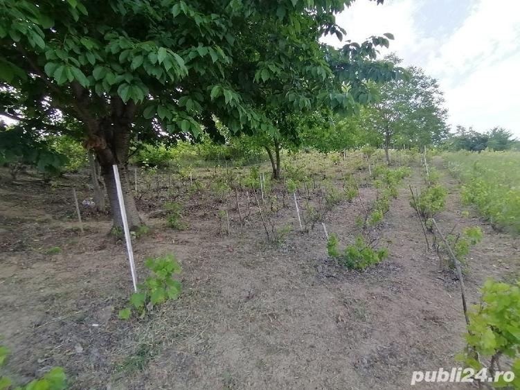 Teren de 5000 mp, în Uricani