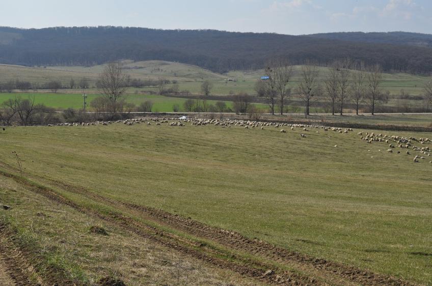 Teren agricol extravilan de 90000 mp, în Șoarș