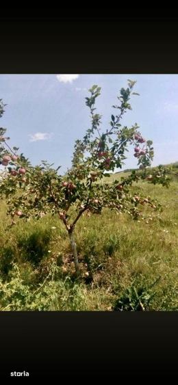 Teren de 80000 mp, în Sântimbru