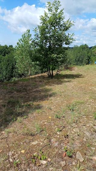 Teren de 100 mp, în Baia Sprie