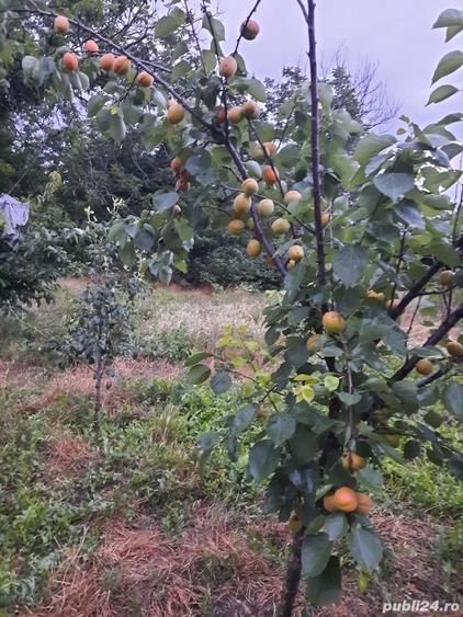Teren de 1345 mp, în Tătăranu