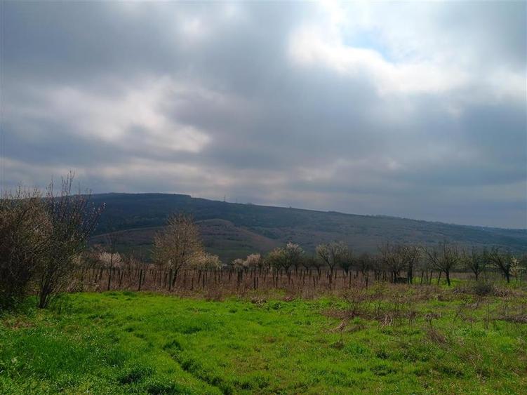 Teren Construcții intravilan de 46000 mp, în Dorobanț