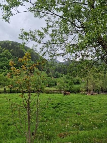 Teren Construcții intravilan de 1775 mp, în Sătic