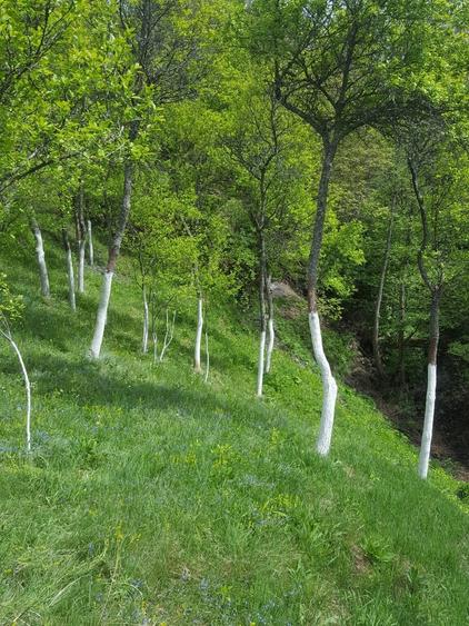 Teren de 9000 mp, în Pogara