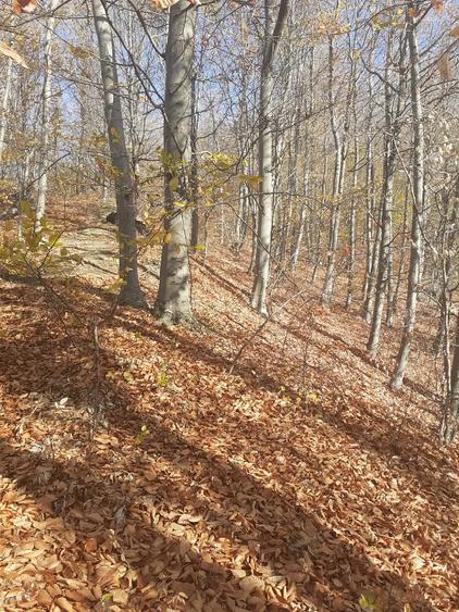 Teren de 10000 mp, în Recea