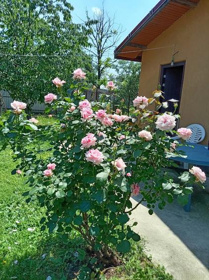 Casă cu Teren 1250 Mp în Brezoaele