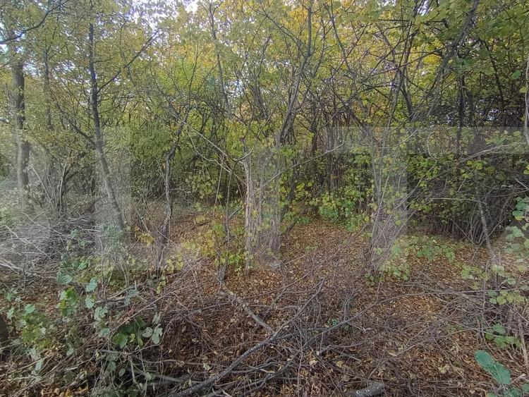 Teren extravilan de 1256 mp, în Ciurila