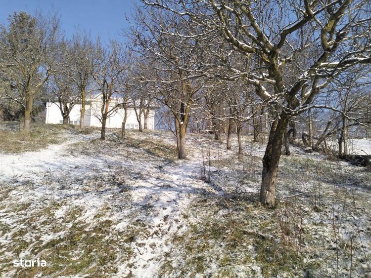 Teren de 5950 mp, în Scorțeni