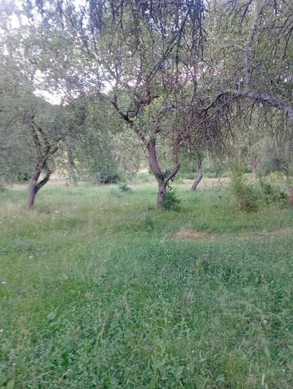Spațiu comercial, în Bacea