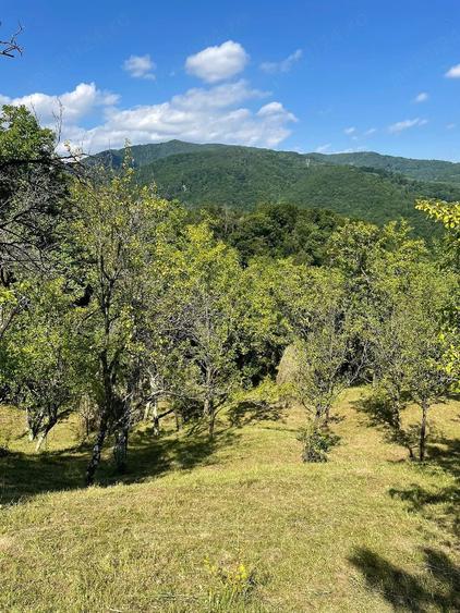 Teren de 6000 mp, în Vistieru