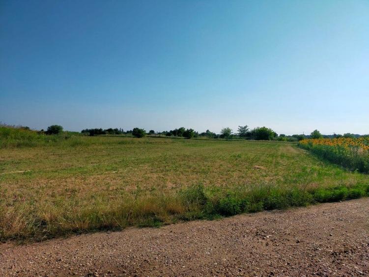 Teren intravilan 2,502mp Moara Vlasiei - 1