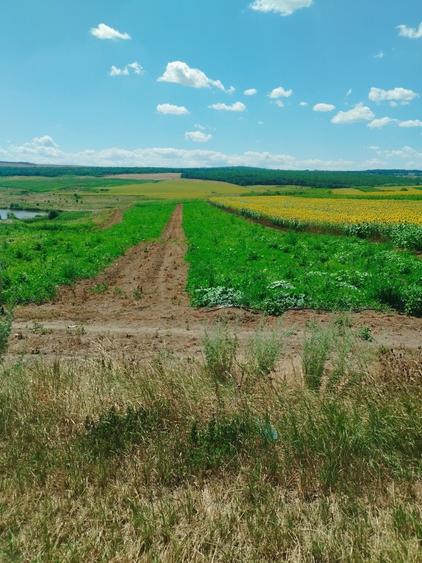 Teren de 13050 mp, în Mihai Eminescu