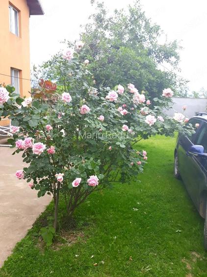 Casă cu Teren 1250 Mp în Brezoaele
