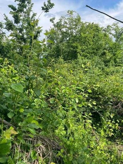 4 terenuri de vanzare in Lucieni, Dambovita, la 90 de kilometri de Bucuresti - 4