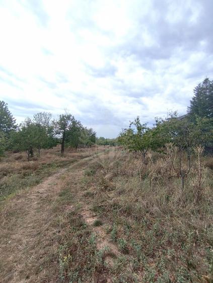 Teren Construcții intravilan de 17211 mp, în Păulești