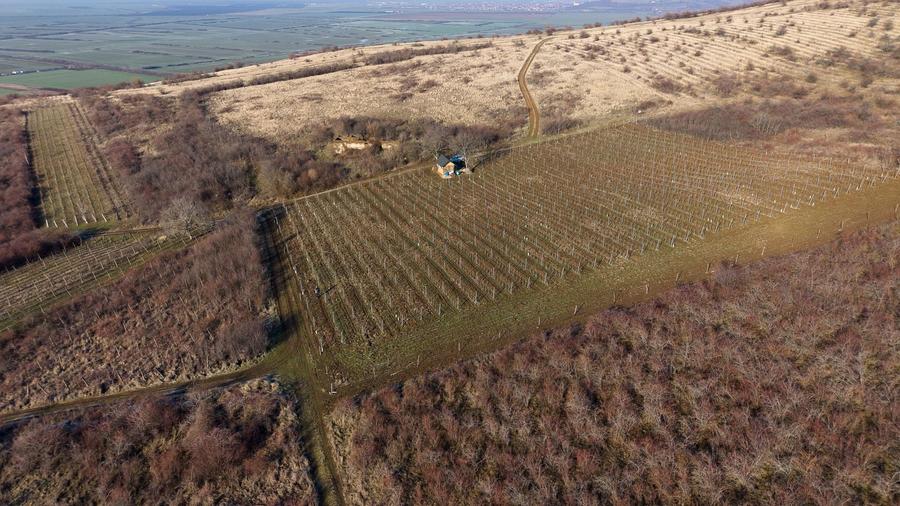 Teren agricol extravilan de 6800 mp, în Covăsinț