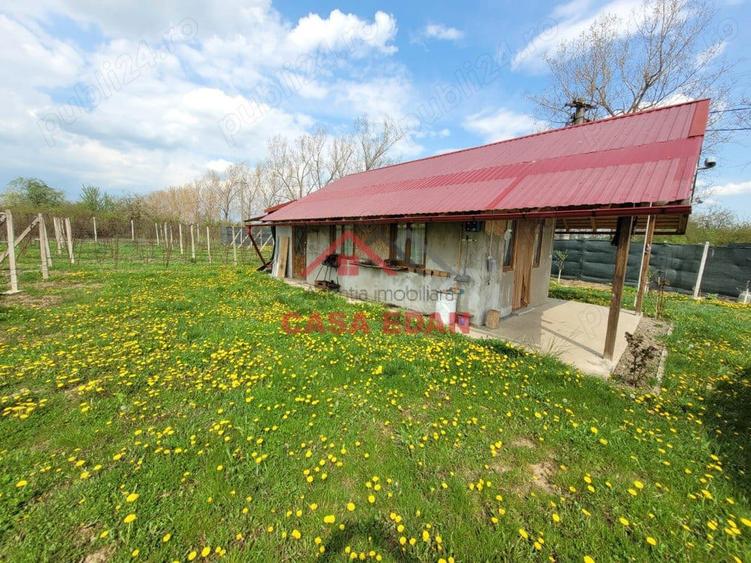 Teren extravilan in Baicoi 10.000mp plantatie mure --80.000e - 10