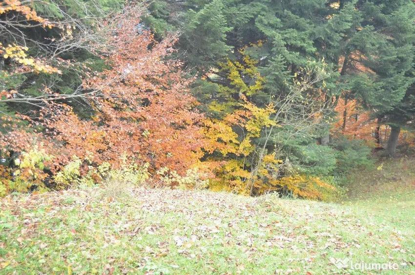 Teren de 1300 mp, în Valea Alba