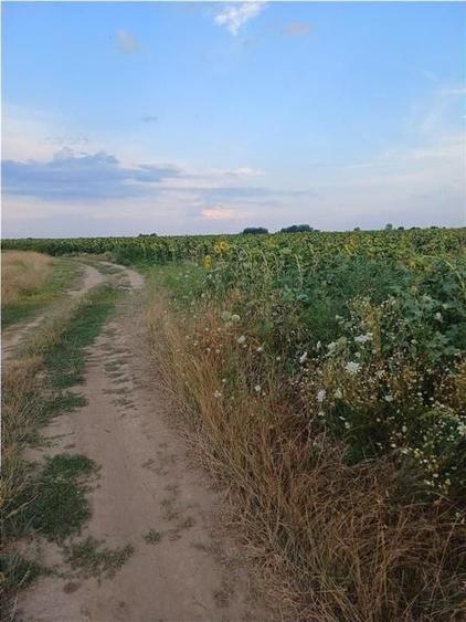 Teren agricol intravilan de 11834 mp, în Ferme