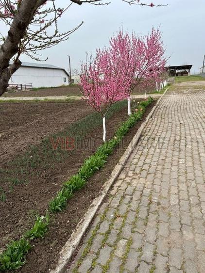 Teren de 30000 mp, în Nicolae Bălcescu