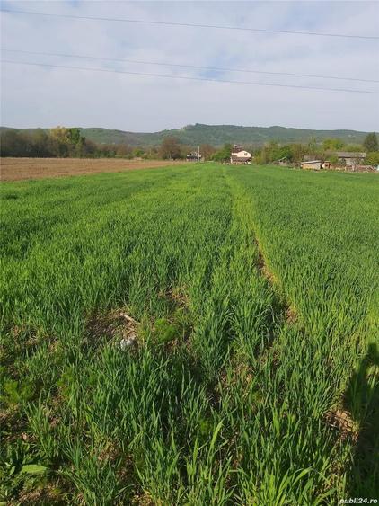 Teren de 2450 mp, în Băiculești