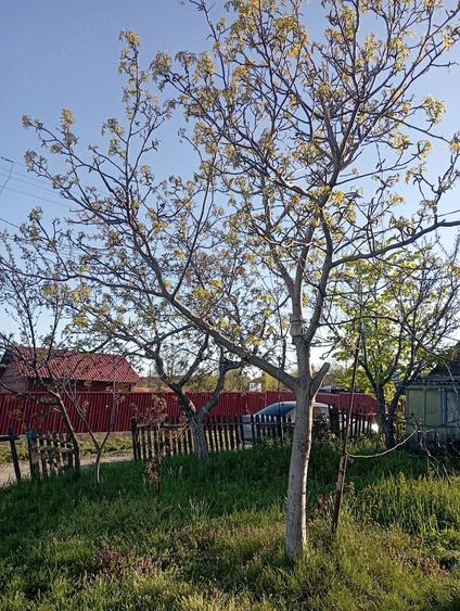 Teren de 8 mp, în Central