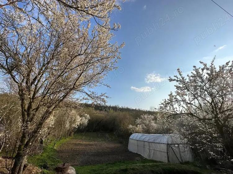Teren de 1323 mp, în Vârvor