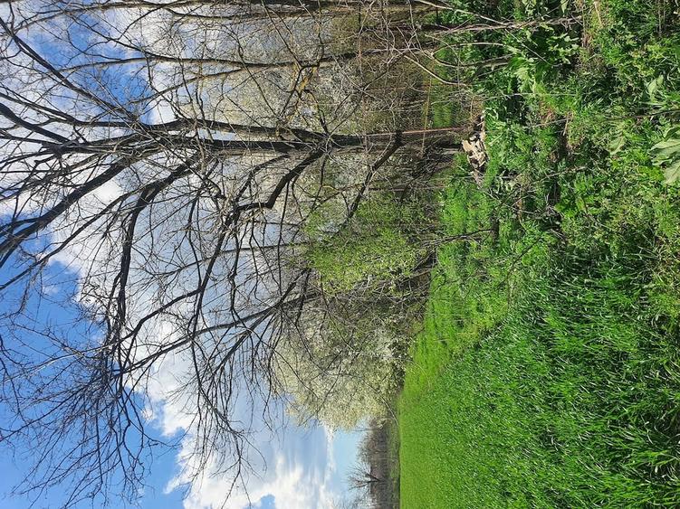 Teren de 5500 mp, în Balta Doamnei