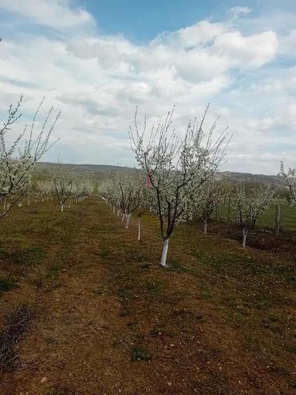 Teren de 7500 mp, în Grui