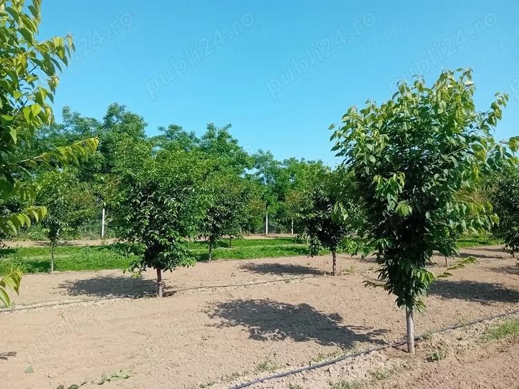 Teren de 16000 mp, în Belinț