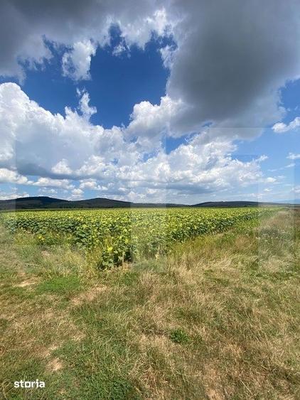 Teren de 45800 mp, în Moacșa