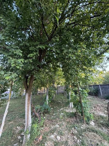 Casă cu 5 camere cu Teren 800 Mp în Central