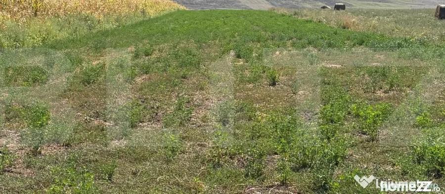 Teren extravilan de vanzare, 5.200 mp, zona Zaicesti - Zaicesti (Botosani) - 1