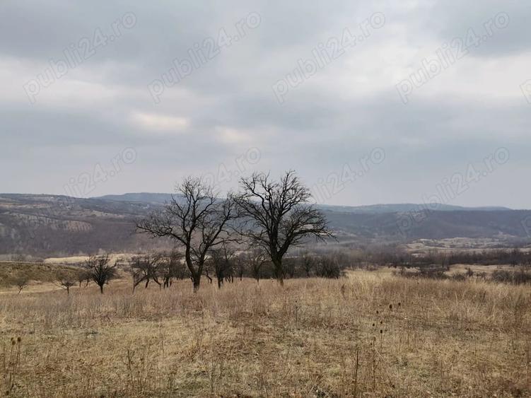 Teren de 9700 mp, în Dănulești