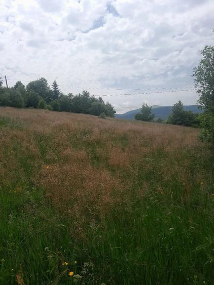 Teren de 10000 mp, în Avram Iancu