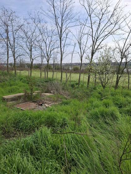Teren intravilan Tuzla, 2500mp, deschidere 45m, oportunitate excelenta - 6