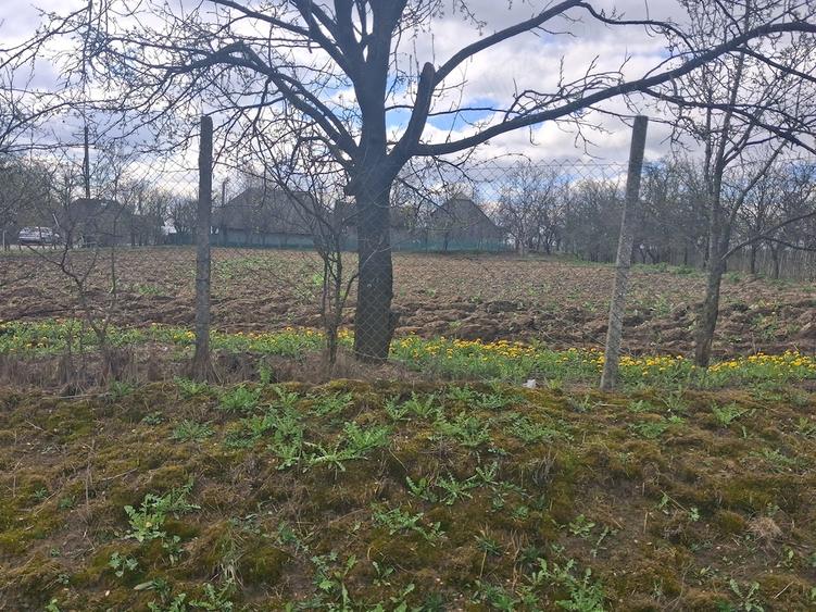 Teren de 2800 mp, în Botești